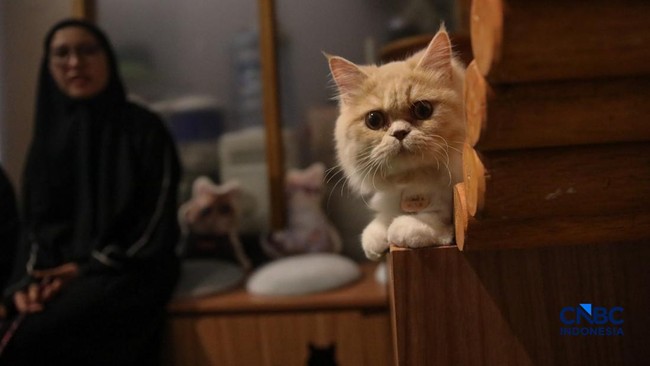 OJK Reveals Huge Potential for Pet Insurance in Indonesia