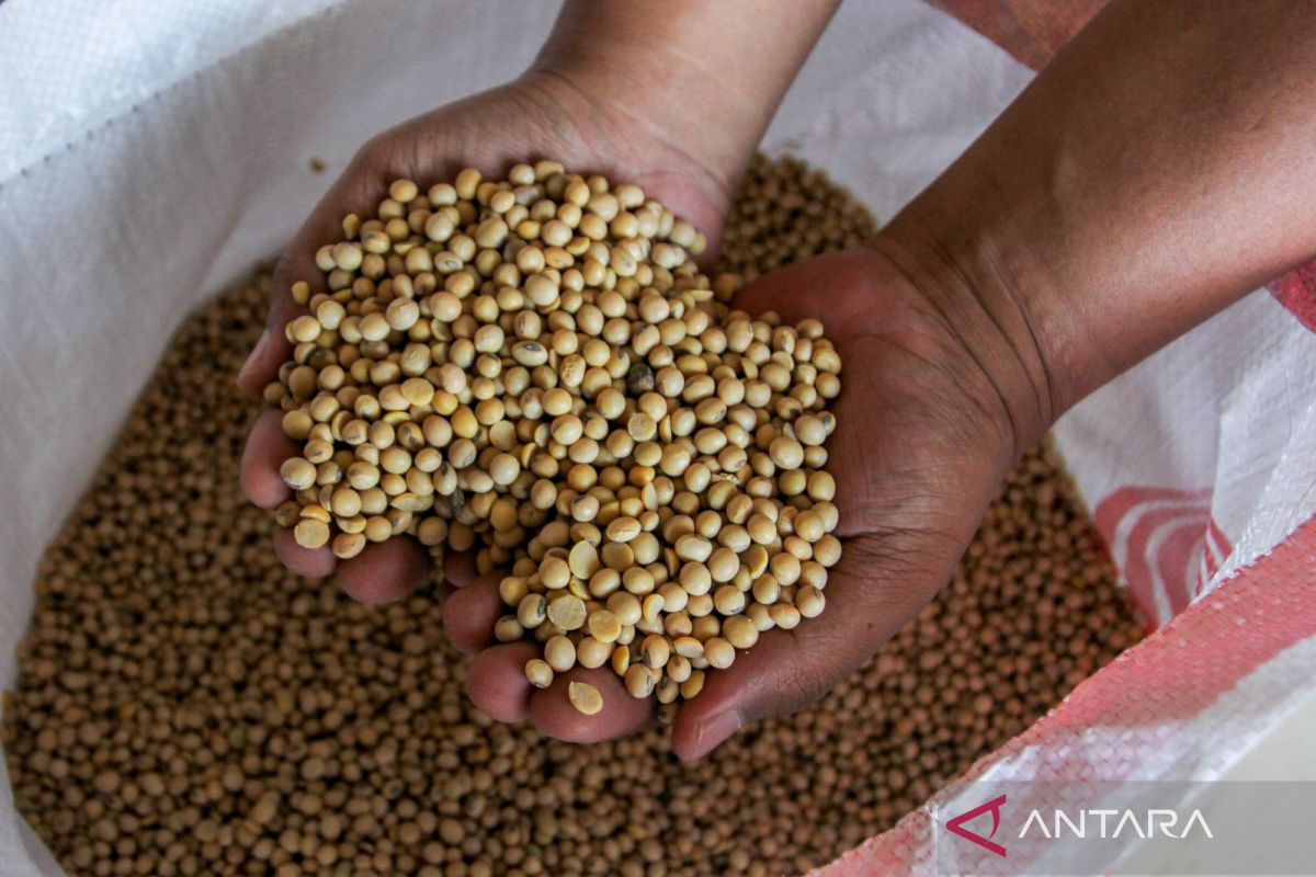 Soybean prices rise, public urged to adjust food needs