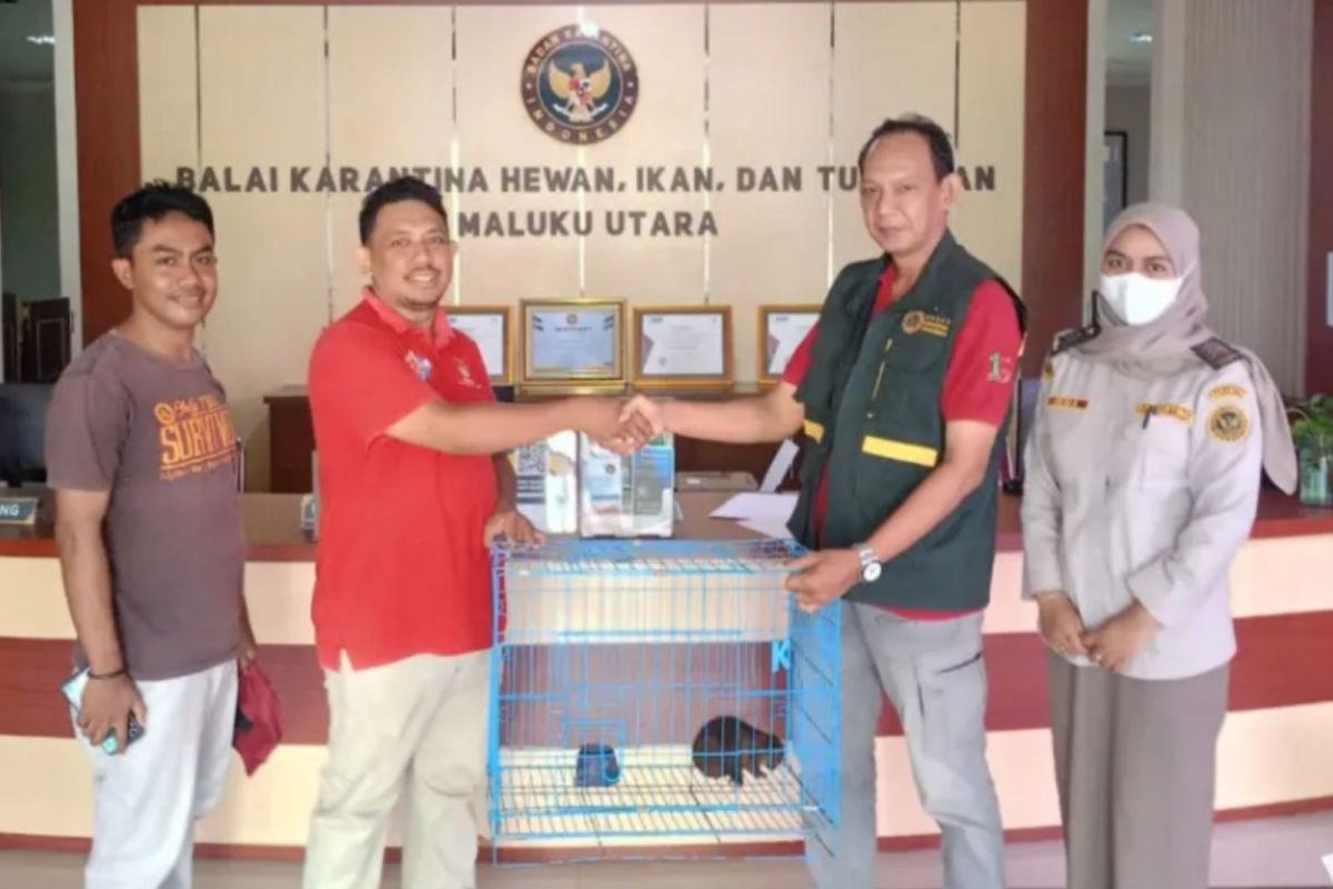 Maluku BKSDA releases cuscus handed over from quarantine