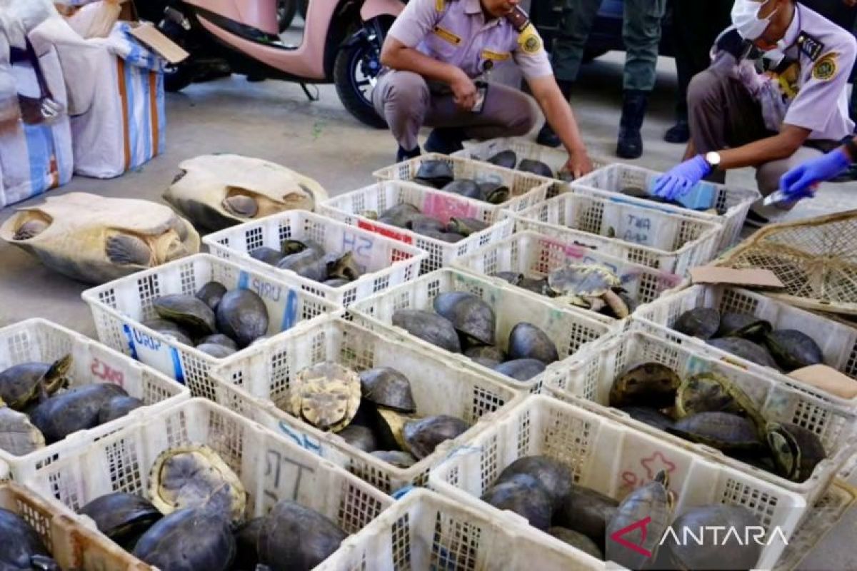 South Kalimantan Quarantine Thwarts Smuggling of 179 Protected Turtles