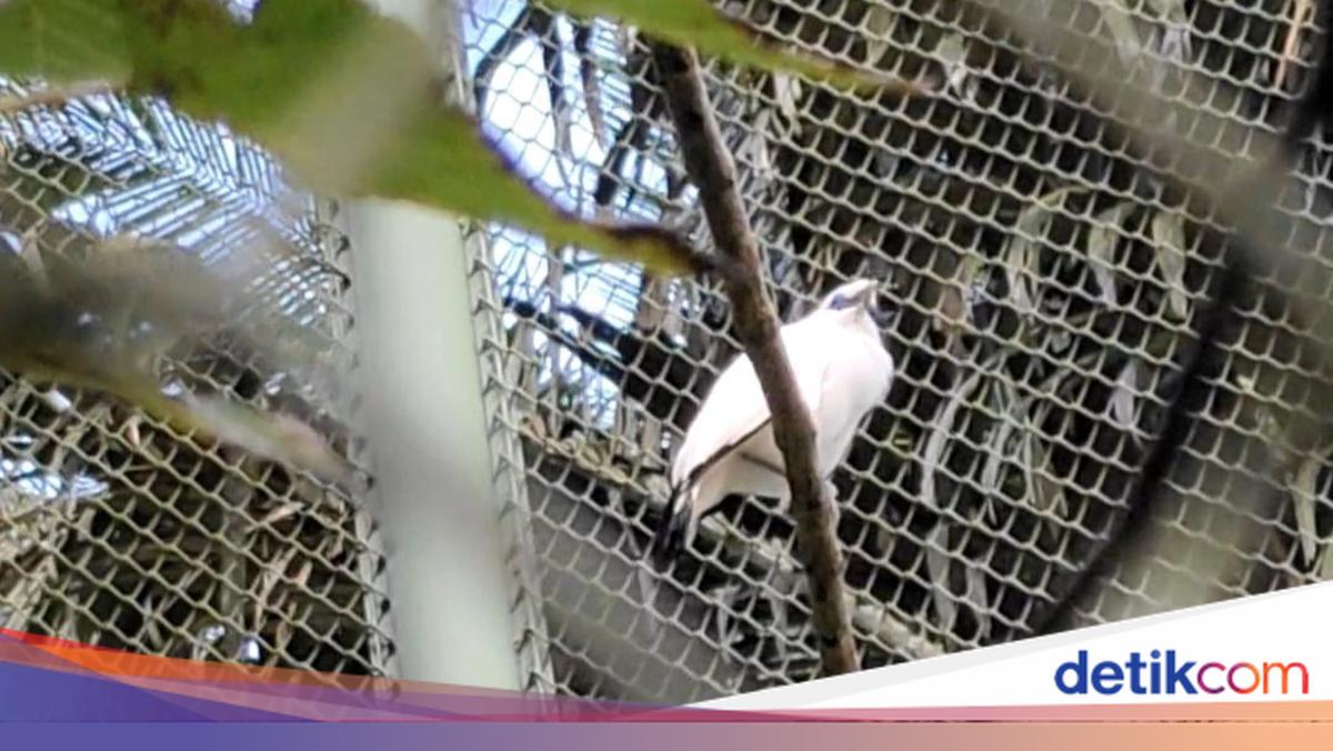 BKSDA Releases Bali Starlings, Pushes for National Day