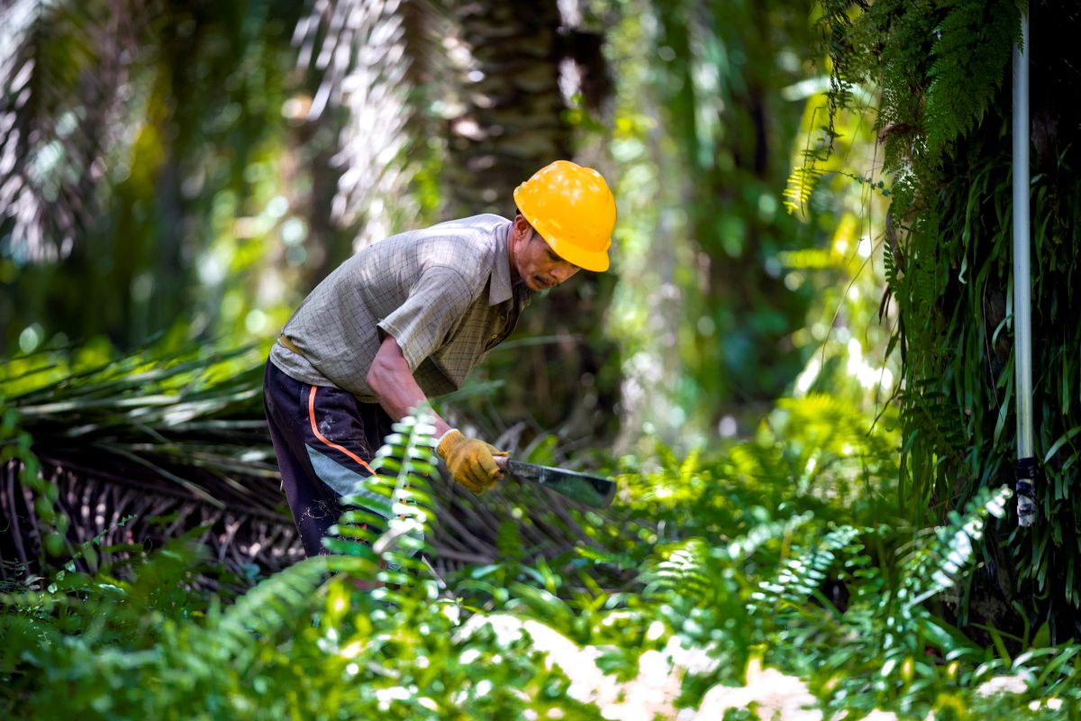 Involving Universities, BPDP Becomes the Engine for Developing National Palm Oil Human Resources