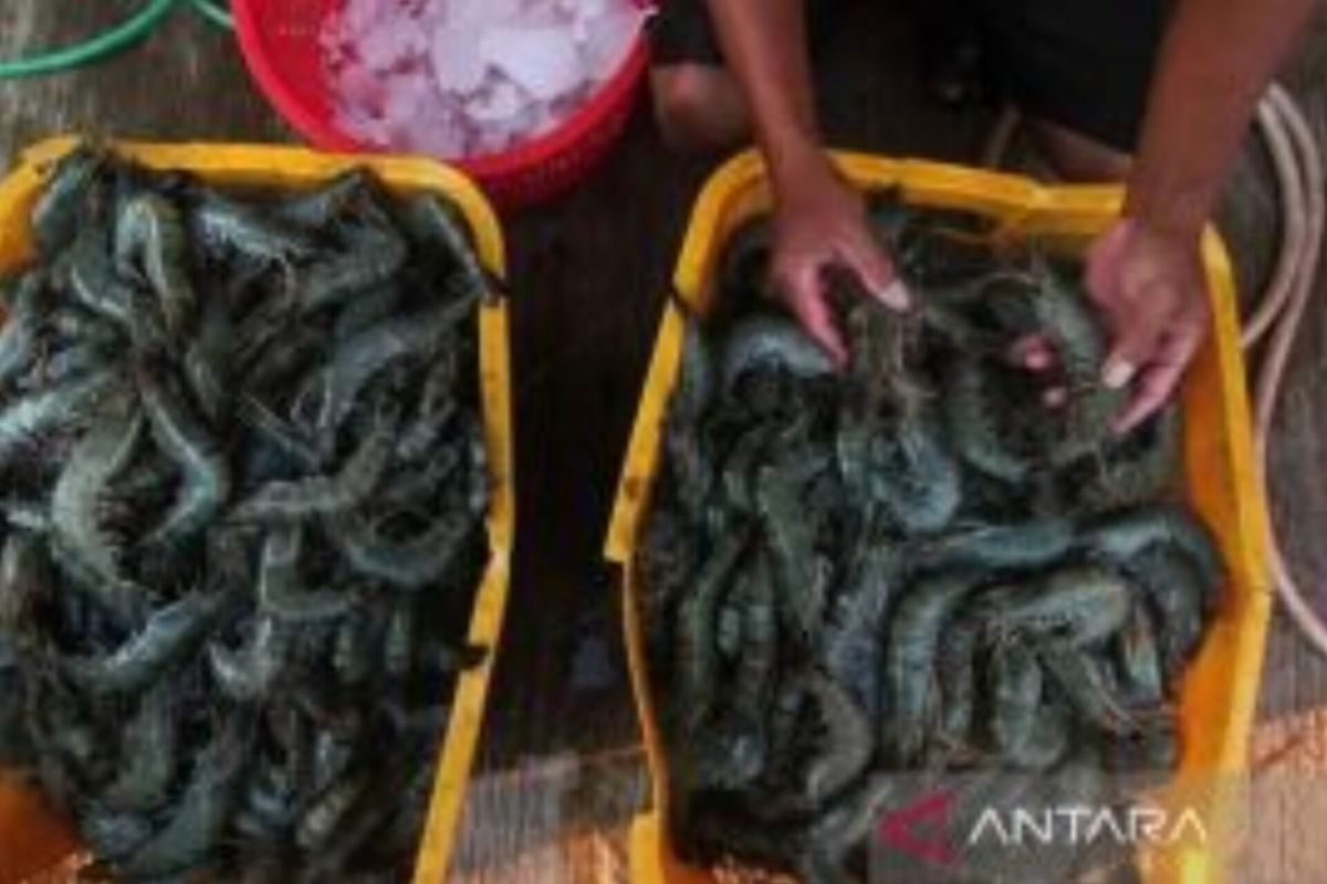 Frozen shrimp lead East Kalimantan exports in Q1