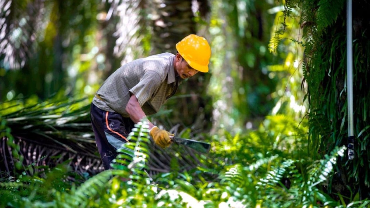 Equity in Competence Becomes Focus of National Plantation Development