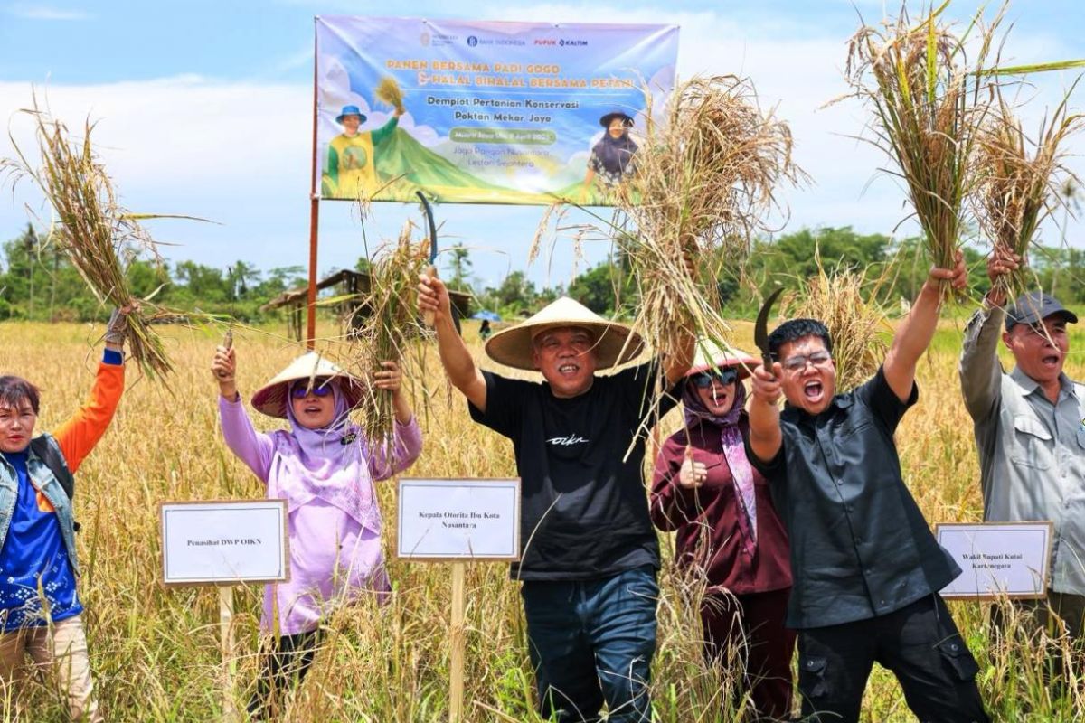 OIKN-IPB Collaboration Yields 20-Hectare Upland Rice Harvest in Nusantara