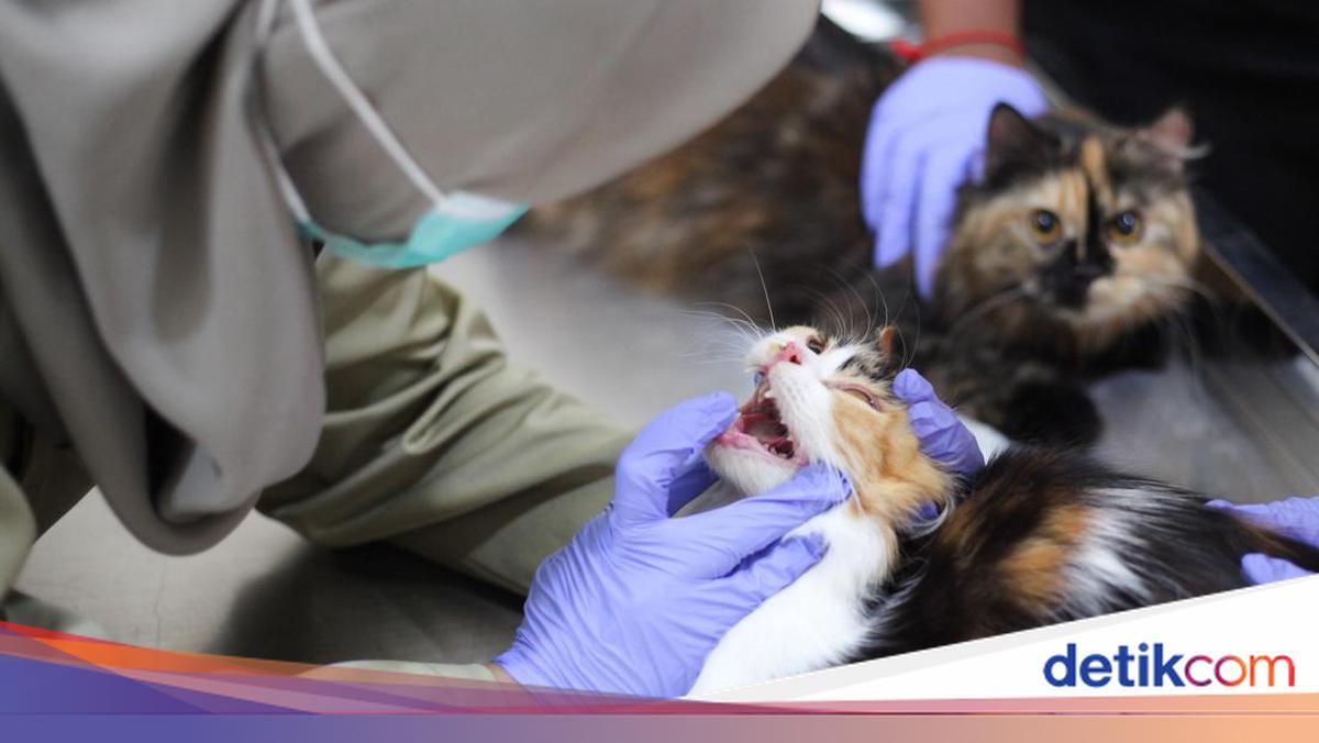 Denpasar City Rabies Vaccination Schedule for April 2026, Note the Locations!
