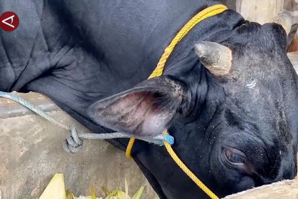 Central Sulawesi Provincial Government Tightens Livestock Surveillance to Prevent FMD Ahead of Eid al-Adha
