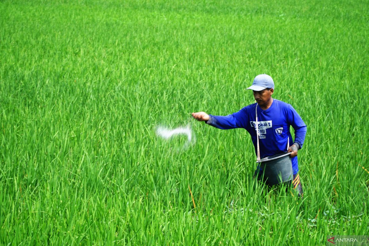 Indonesian researcher develops eco-friendly fertiliser method