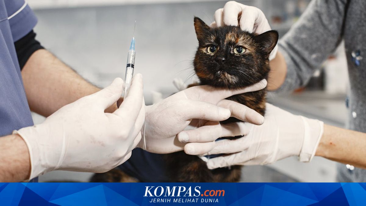 Global Pet Insurance Gains Popularity, Indonesia Still Has Low Penetration