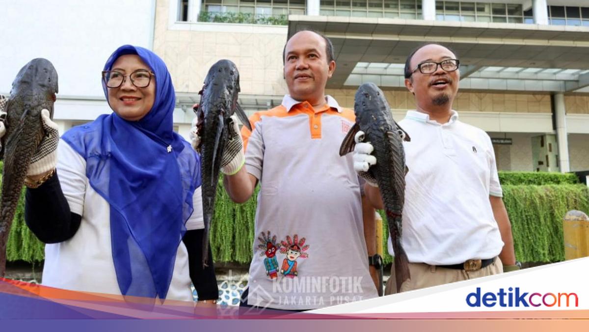 41 Large Plecostomus Fish Captured in Canal in Front of Plaza Indonesia