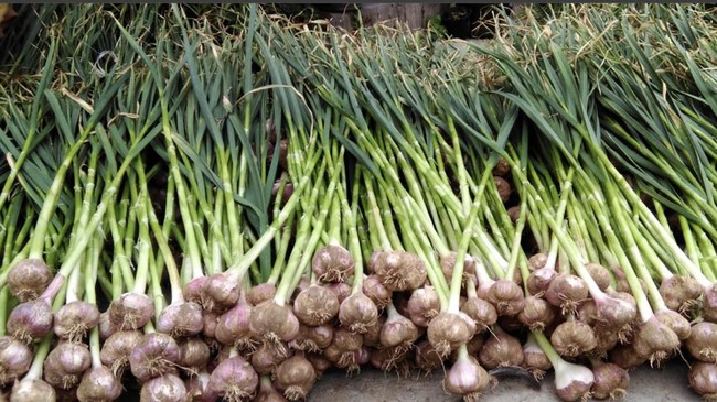 Bapanas Reports Rising Garlic Production, Titiek Reminds of This