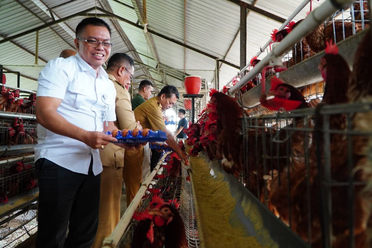 Bapanas Maintains Live Chicken Price Stability Through Multi-Stakeholder Intervention