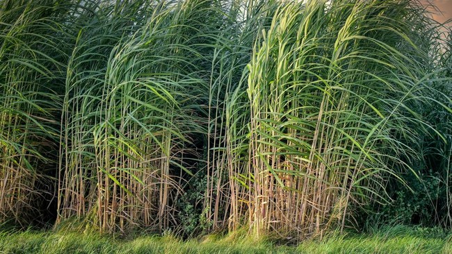 Sugarcane Farmers Provide Key Recommendations to Government for Indonesia's Sugar Self-Sufficiency