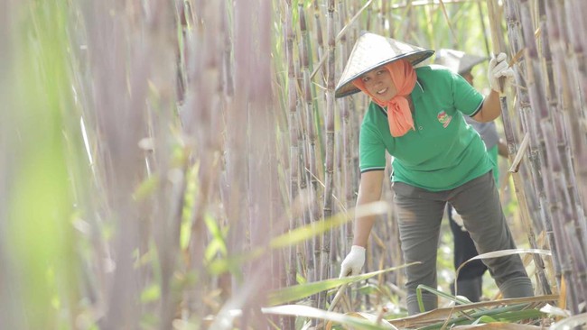 Can Indonesia Achieve Self-Sufficiency in Consumption Sugar Next Year? Sugarcane Farmers Say This