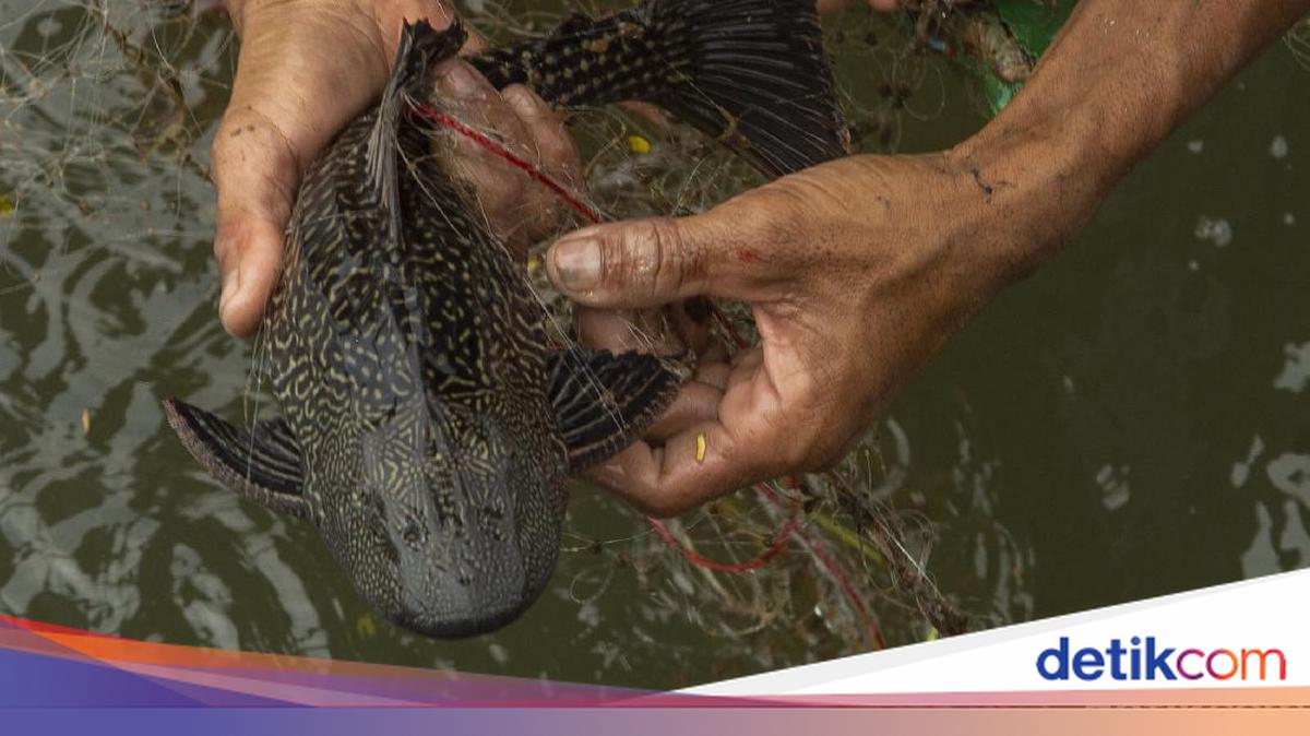 Pramono Supports Mass Capture of Sailfin Catfish, Here is the Reason