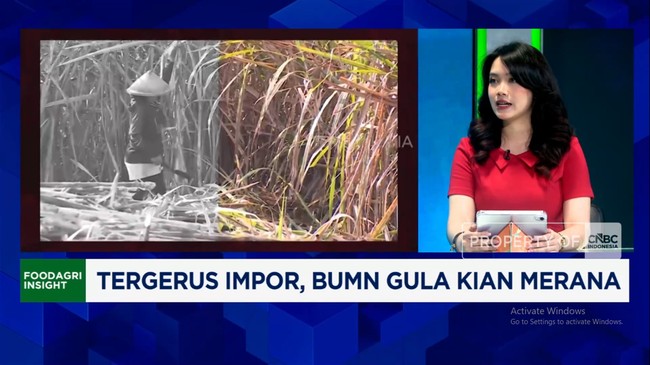 Video: Losing Out to Imports, Farmers' Sugar Production Remains Unsold