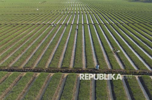 2026 Dry Season Arrives Earlier, Majalengka Farmers Urged to Accelerate Planting