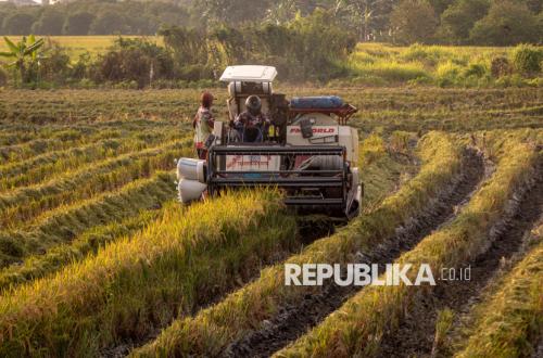 Beware of the Decline in Rice Production