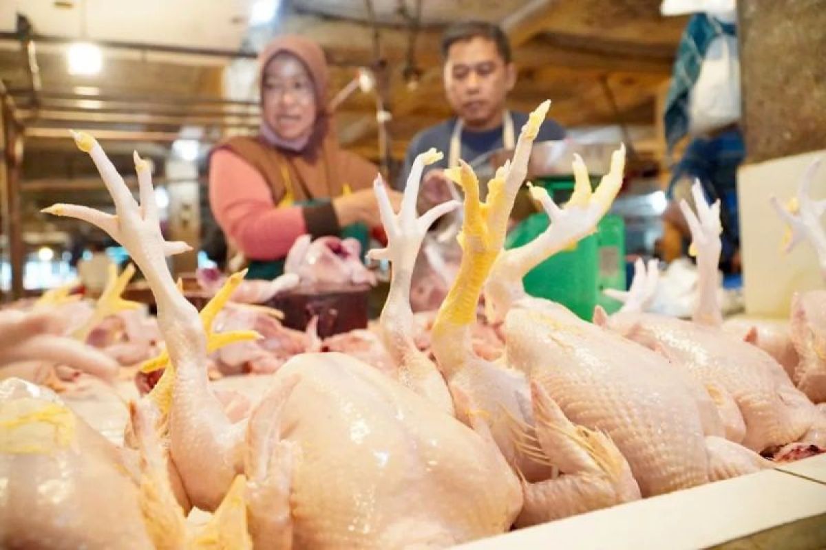 Sunday morning: chicken meat Rp41,500/kg, bird's eye chilli Rp83,100/kg