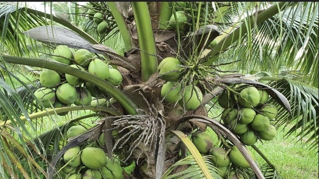 From Kopyor to Wulung, Indonesia's Coconuts Actually Have a High-Value Market
