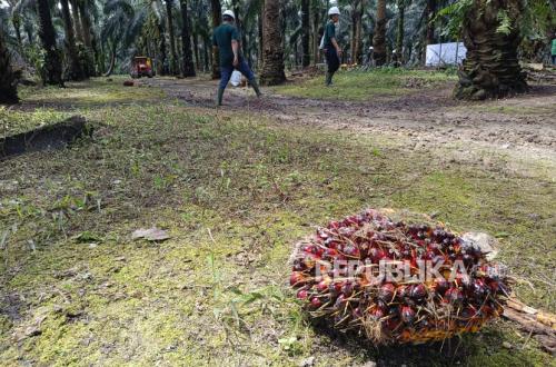 Optimising Palm Oil Mill Effluent Can Strengthen National Economic Resilience