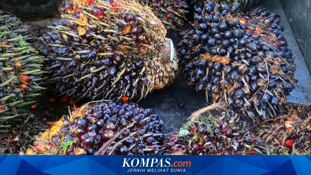 IPB Expert Highlights Potential of Palm Oil Mill Effluent to Reduce Import Dependency