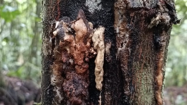 Sumatran Tree Resin Sought After from China to Italy