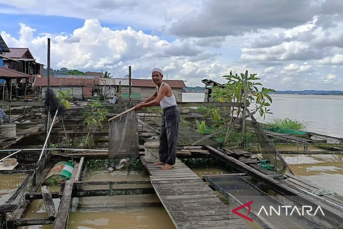 The Splashing of Tilapia in Loa Kulu Sustains Food Security in East Kalimantan