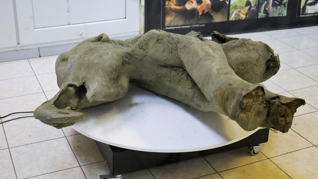 Elephant Fossil Believed to Be 1.8 Million Years Old Discovered in Bumiayu