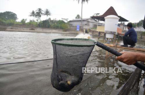 IKN Requires 12 Tonnes of Fish per Month, ITB-Trained Fishermen Ready to Support