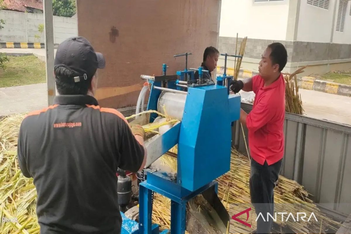 BRIN develops ant sugar processing technology from sorghum, an alternative to sugar