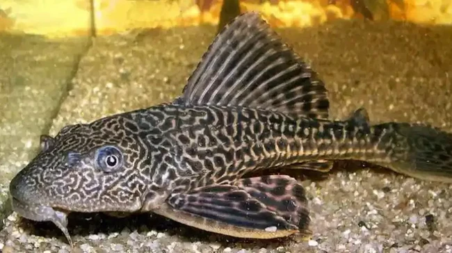 Operation to Catch Sailfin Catfish in Jakarta: Is It Safe to Consume?