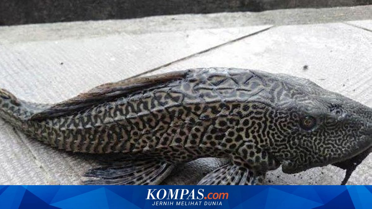 Is the Pleco Fish Truly to Blame for Damaging Jakarta's River Ecosystems?