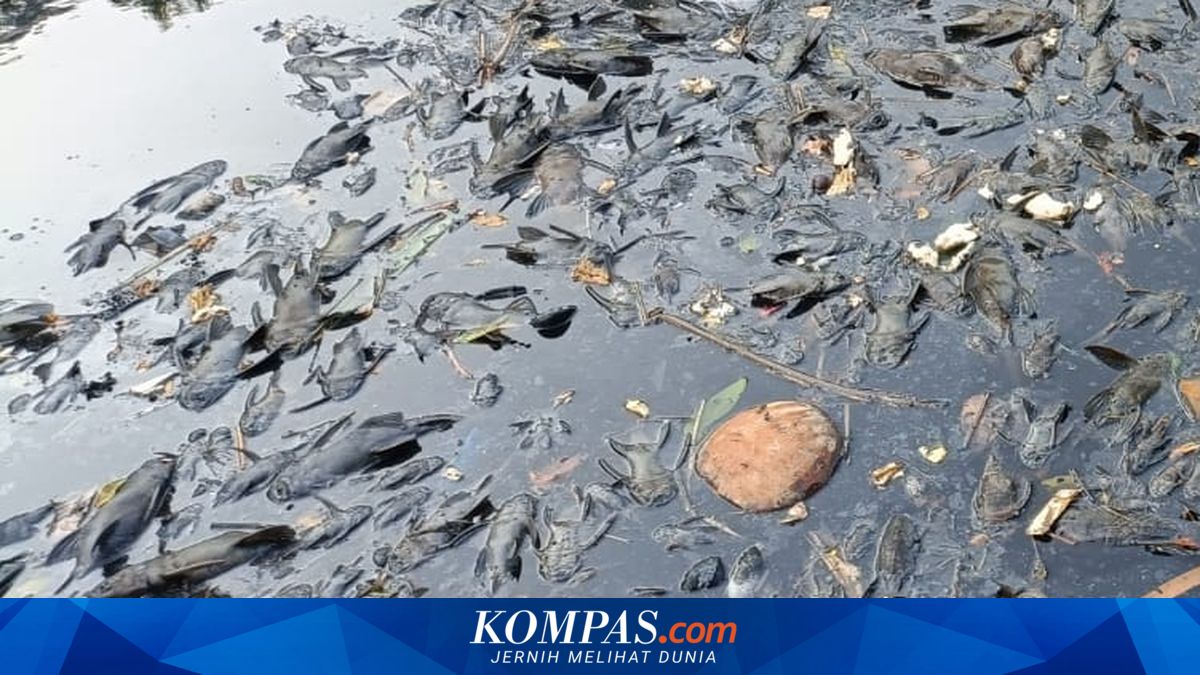 Impossible to Eliminate Sailfin Catfish from Jakarta's Rivers, Situation Already Severe