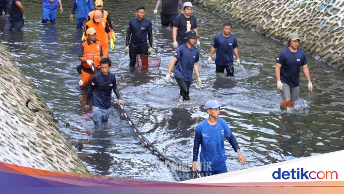 DKI Food Security Agency States That Captured Sailfin Catfish Were Confirmed Dead Before Burial