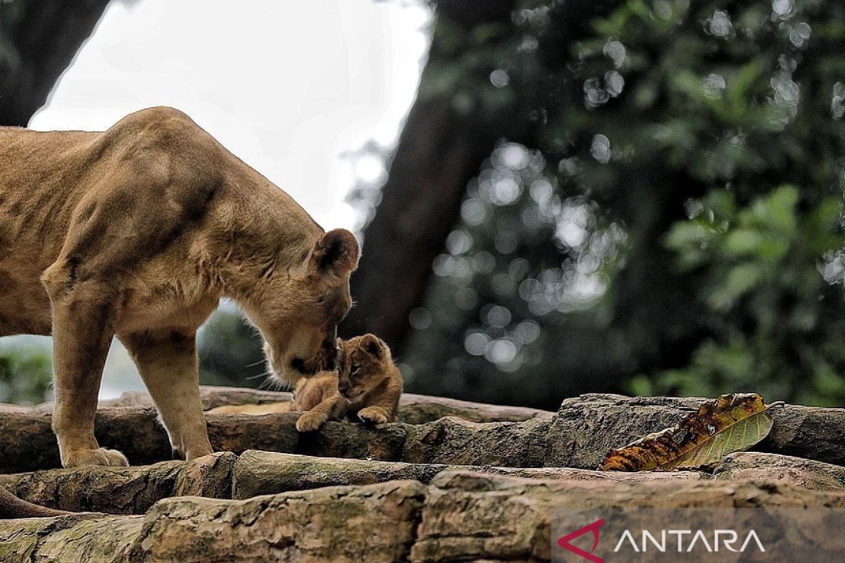 Mayor Farhan: Bandung Zoo Investment Opportunities Reach Rp50 Billion