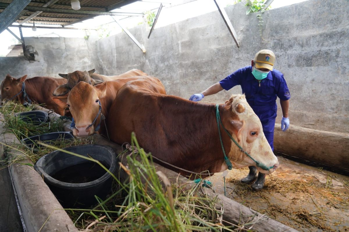 North Jakarta Food Security, Maritime, and Agriculture Sub-District Office conducts health checks on cattle in Rorotan ahead of Idul Adha