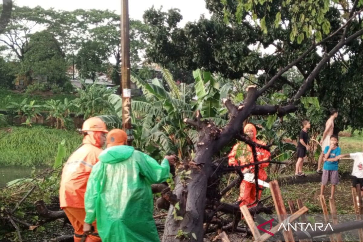 East Jakarta Evacuates Dozens of Fallen Trees Due to Rain and Wind