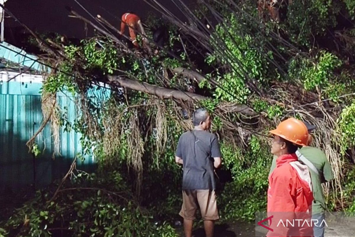 East Jakarta Administration Targets Completion of Fallen Tree Evacuation by Weekend