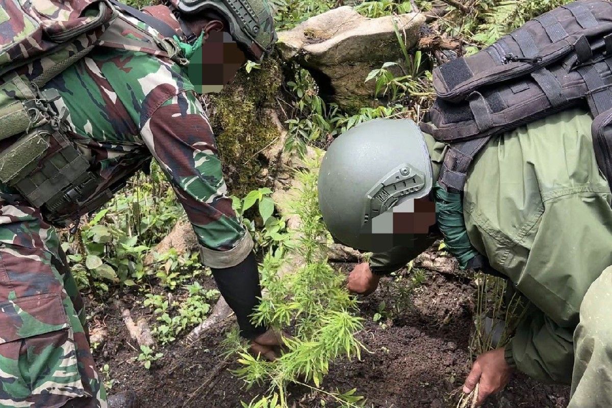Kaops: Joint team discovers cannabis plantation during patrol in Pegubin
