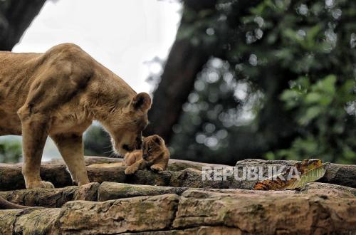 Bandung Zoo's New Management to be Finalised by End of April