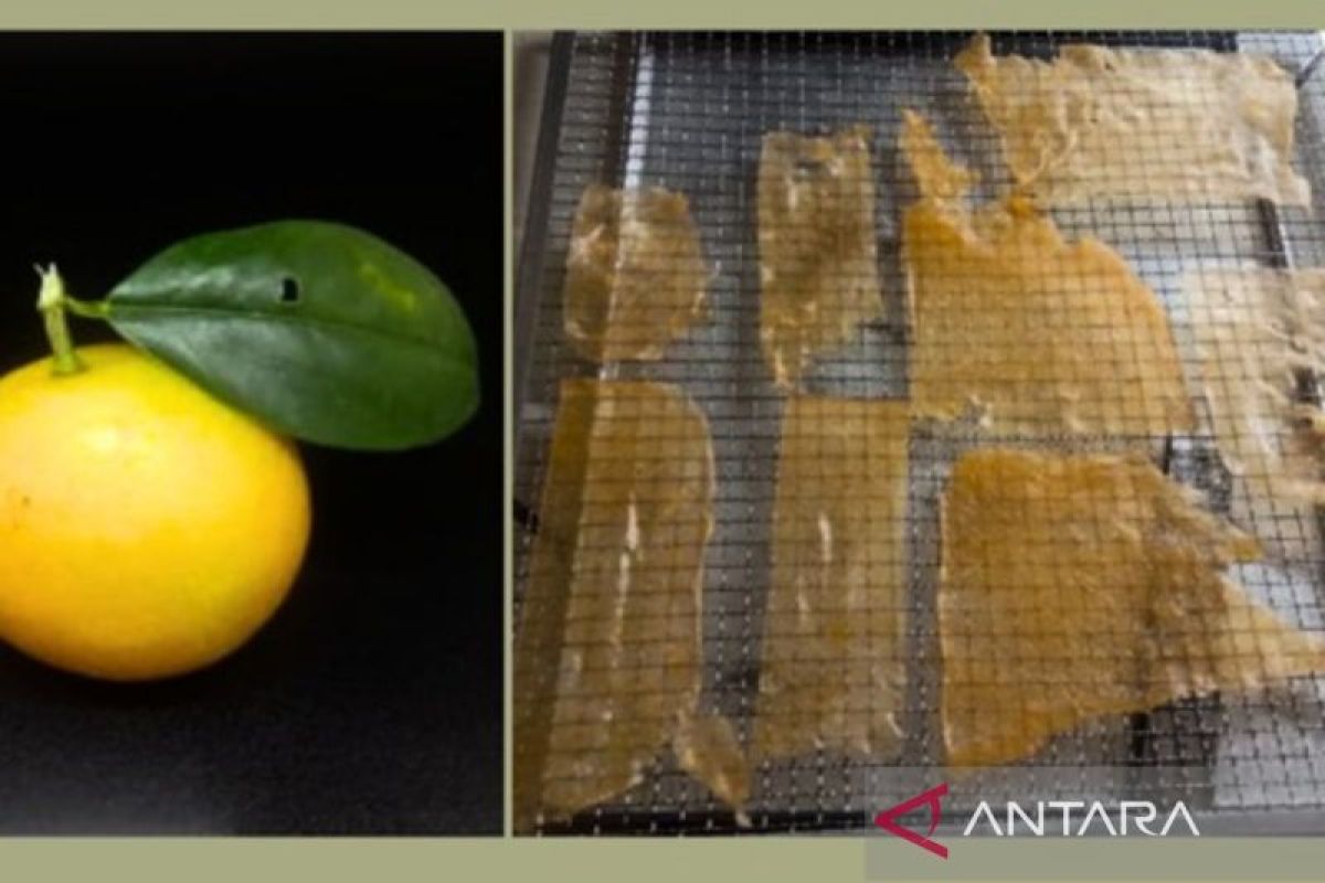 BRIN Develops Food Innovation in the Form of Gamindo B Orange Sheets