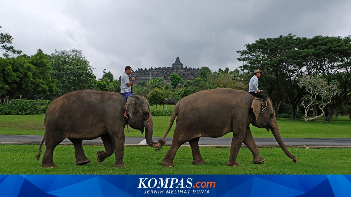 Indonesia Bans Elephant Riding Practices in Conservation Areas