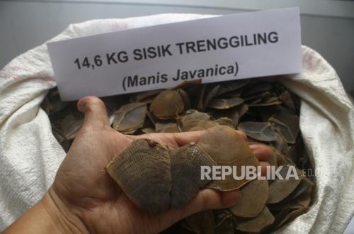 Vietnamese National Smuggles 796 Kg of Pangolin Scales, Arrested in Merak