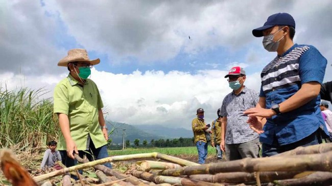 Agriculture Minister Wants Indonesia's Sugar Industry to Rise from the Grave: Here's How