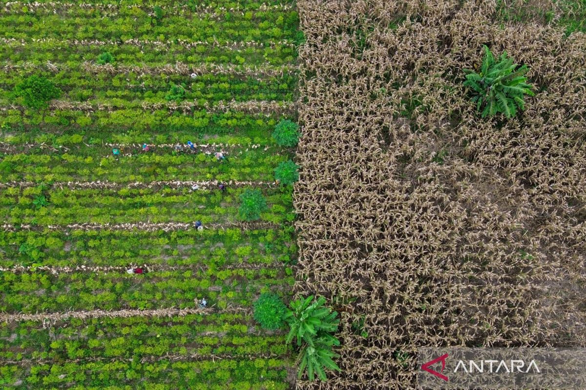 Indonesia eyes carbon gains from social forestry scheme