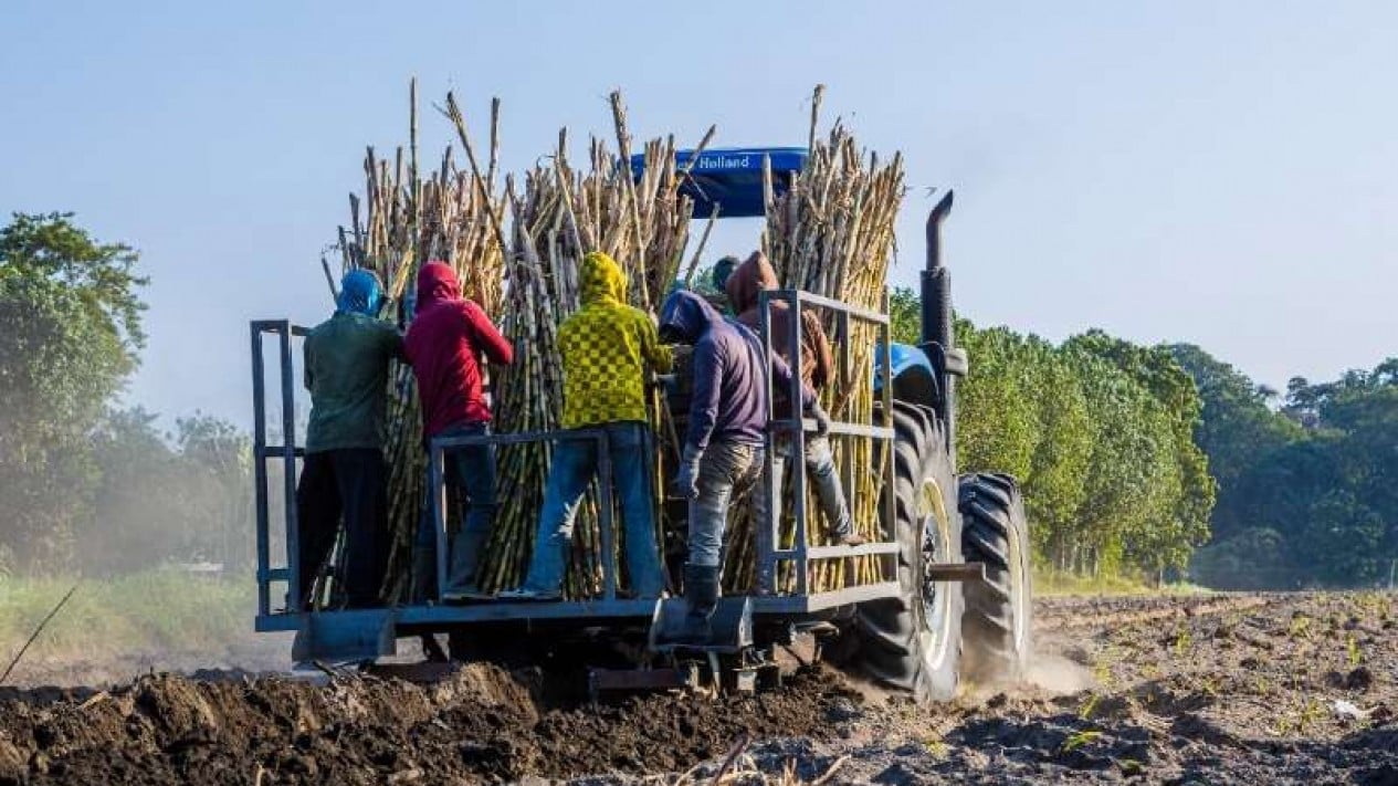 People's Sugarcane Farmers' Association Blames Sugar Co's Losses on Uncreative Management