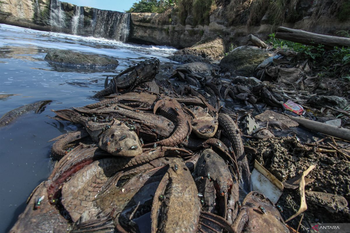 DKI Yesterday: Handling Sailfin Catfish to Jakarta Marathon 2026