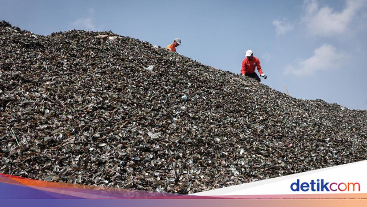 Mountains of Oyster Shell Waste in North Jakarta, DKI to Process into Paving and Souvenirs