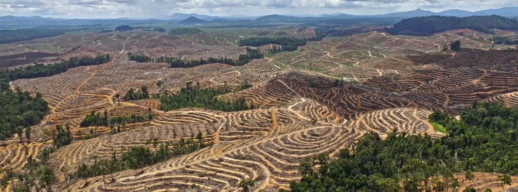 Indonesia’s Forest Crackdown and the Dilemma of Self-Sufficiency vs Conservation